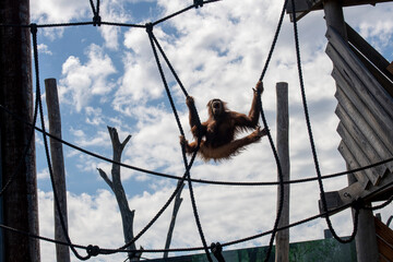 Sumatran Orangutan (Pongo abelii) © Tara