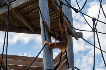 Sumatran Orangutan (Pongo abelii) © Tara