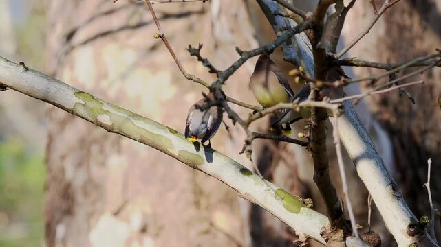 Cedar waxwings in american sycamore tree