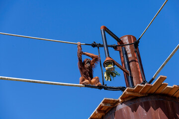 Sumatran Orangutan (Pongo abelii) © Tara