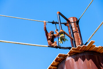 Sumatran Orangutan (Pongo abelii) © Tara