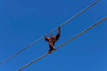 Sumatran Orangutan (Pongo abelii) © Tara