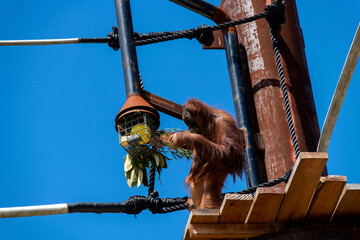 Sumatran Orangutan (Pongo abelii) © Tara