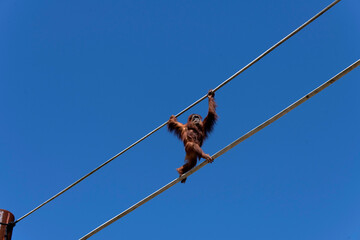 Sumatran Orangutan (Pongo abelii) © Tara