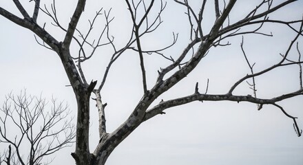 Naklejka premium A leafless tree branch stretches towards a cloudy sky on a gloomy day in a natural landscape with a bare tree and a gray atmosphere.