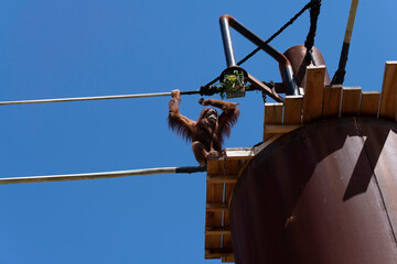 Sumatran Orangutan (Pongo abelii) © Tara