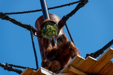 Sumatran Orangutan (Pongo abelii) © Tara