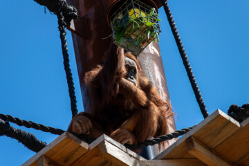 Sumatran Orangutan (Pongo abelii) © Tara