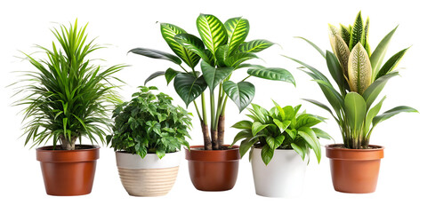 Fototapeta premium Six potted plants isolated on white background green plants