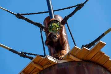 Sumatran Orangutan (Pongo abelii) © Tara