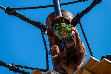 Sumatran Orangutan (Pongo abelii) © Tara