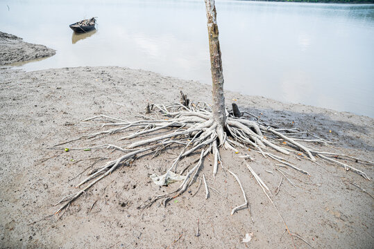 Khulna, Bangladesh - 13 July 2025: View of stark white roots spread across the sandy shore, a lone boat adrift on the still, reflecting waters.