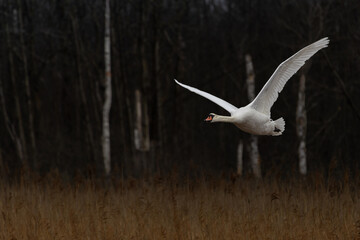 Obraz premium Mute swan (cygnus olor) flying