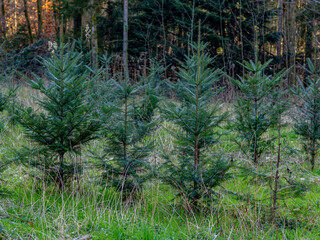 Obraz premium Wiederaufforstung im Wald im Frühjahr