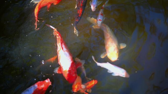 A high-angle, close-up shot of a large group of vibrant koi fish (Nishikigoi) actively swimming and gliding in a clear freshwater pond