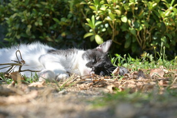 little white kitten on the grass © Violaine