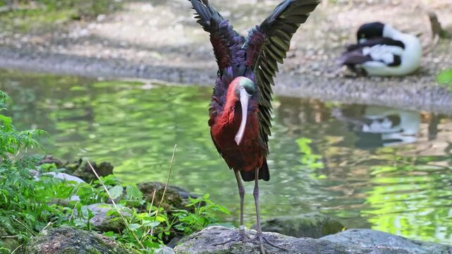 The Glossy ibis, Plegadis falcinellus is a wading bird in the ibis family Threskiornithidae.