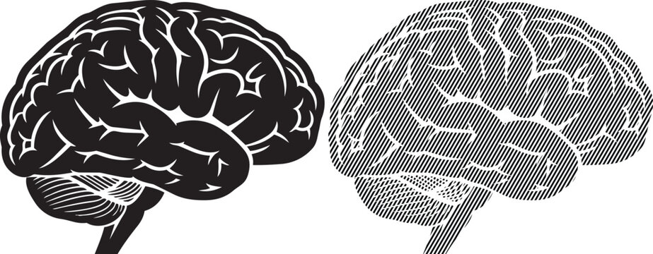 Comparison of a lateral and medial view of the human brain's hemispheres.