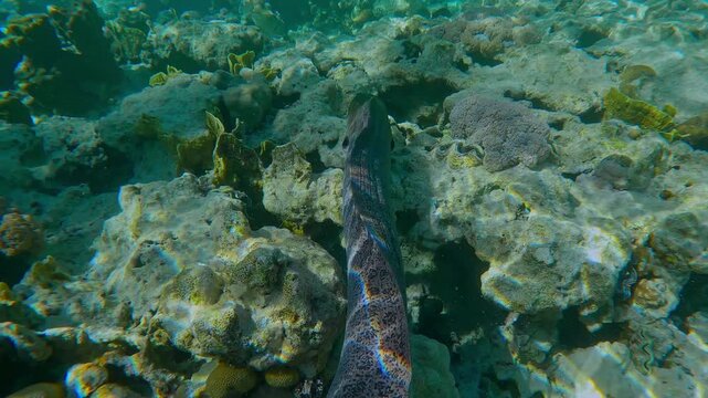 Accompanying from behind to Giant Moray, Gymnothorax javanicus swimming in shallow water among corals on the flat-top on shallow coral reef in the bright glare of the midday sun, Close-up
