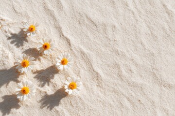 Fototapeta premium Scattered white daisies with yellow centers on rippled sand soft shadows natural arrangement summer beach mood minimal composition