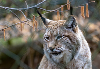Obraz premium Luchs