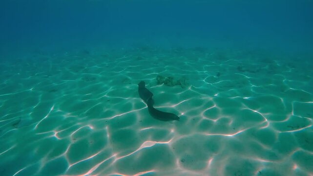Giant moray eel, Gymnothorax javanicus swims at full body length along the sandy seabed with coral rubble, in bright sunshine at noon, with sun glare, Back view