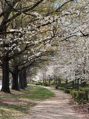 Beautiful sidewalk path amongst blooming cherry trees
