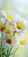 Fototapeta premium White yellow daisies bouquet closeup soft light springtime blossoms with layered petals lush cluster and warm pastel backdrop