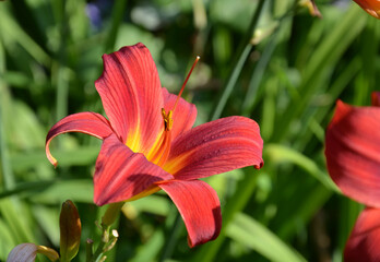 Lilie blüht rot im Garten © alisseja