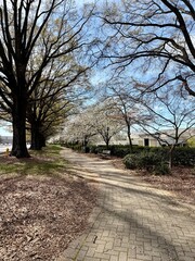Blooming cherry tree lined sidewalk path in spring
