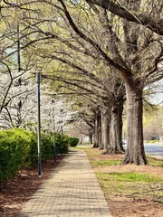 Beautiful sidewalk path amongst blooming cherry trees