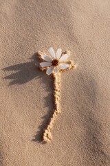 Naklejka premium White daisy in sand with textured stem and long shadow minimal beach composition natural floral art warm golden light