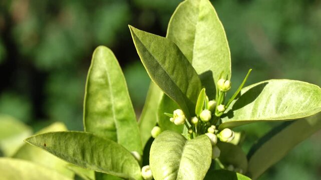 Citrus Orange Tree Flower Buds and Green Leaves - Spring Bloom Garden Video

