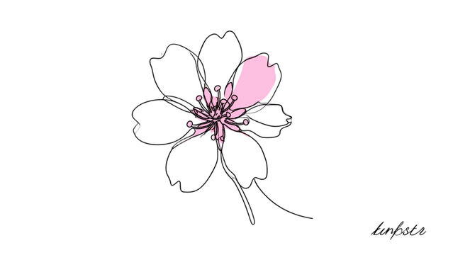 Minimalist cherry blossom flower line art with pink accent, hand-drawn floral illustration, flat vector design