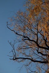 Obraz premium Close-up of autumn birch branches with golden leaves under clear blue sky