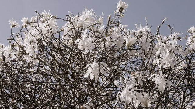 white magnolia flowers on the wind agains blue sky, spring time
