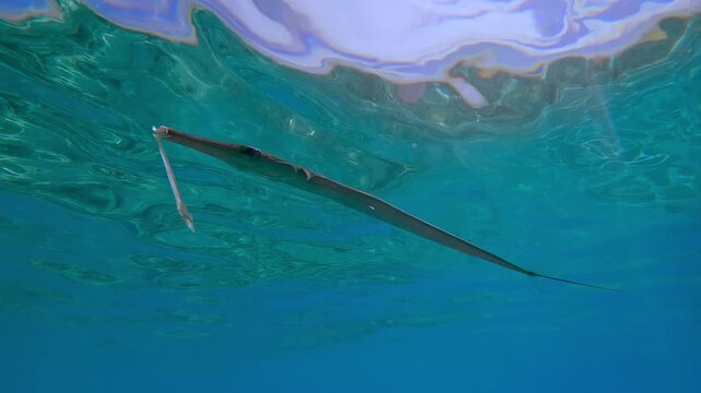 Bluespotted Cornetfish or Smooth Flutemouth, Fistularia commersonii with fractured mouth swimming in turquoise water below the surface in bright sunlight.