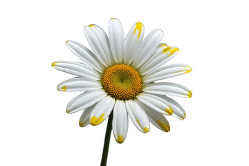 Naklejka premium Daisy flower with white petals and yellow center blooming in nature, showing freshness and natural beauty, transparent background