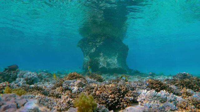 Approaching to beautiful fossilized coral array in shallow water, reflected in the emerald surface during calm, with tropical fish swimming close to the reef