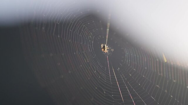 Spider builds a web in a garden at dawn near a flower with dew drops on the strands