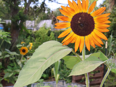 Vibrant orange sunflower in a garden with a bee pollinating the center
