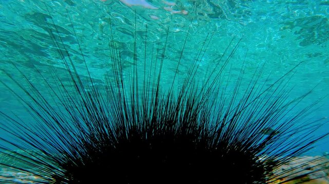 Close-up, group of Black Long Spined Sea Urchins, Diadema setosum formed as a unit on the sea bottom of an inner shallow coral reef against a background of turquoise water surface in daylight.