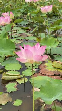 Beautiful Pink Lotus Flower in a Pond