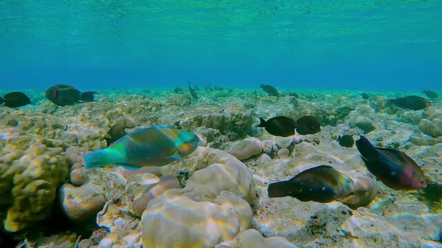 A variety of tropical fish swim over beautiful flat-top on shallow coral reef with bite marks from feeding parrotfish against the turquoise water and surface in the glare of the sun. 