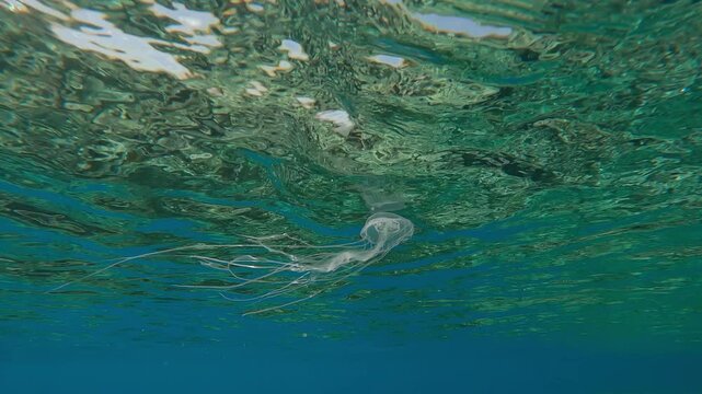 Small mauve stinger jellyfish swimming in turquoise water under emerald green surface. Mauve Stinger, Night-lightx Jellyfish, Phosphorescent Jellyfish or Purple People Eater, Pelagia noctiluca