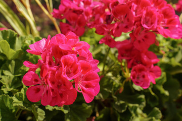 Fototapeta premium Sun shines on vibrant pink Pelargonium or Geranium flowers, closeup detail