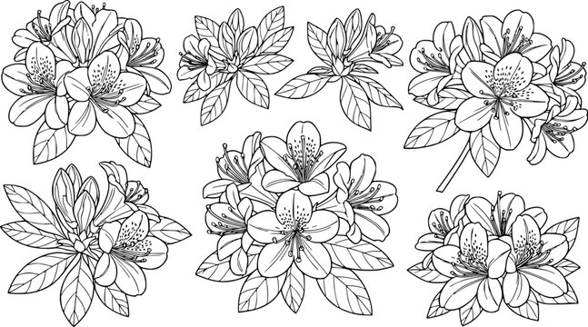 Set of azalea outline vector illustration line art coloring book page

