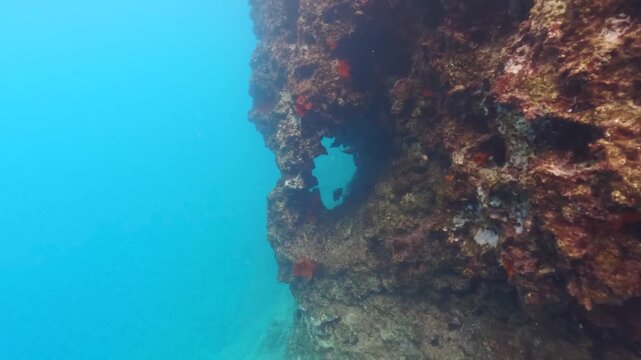 Snorkeling at Oludeniz, Turkey, small fish swimming near rocky shore covered with algae and aquatic plants