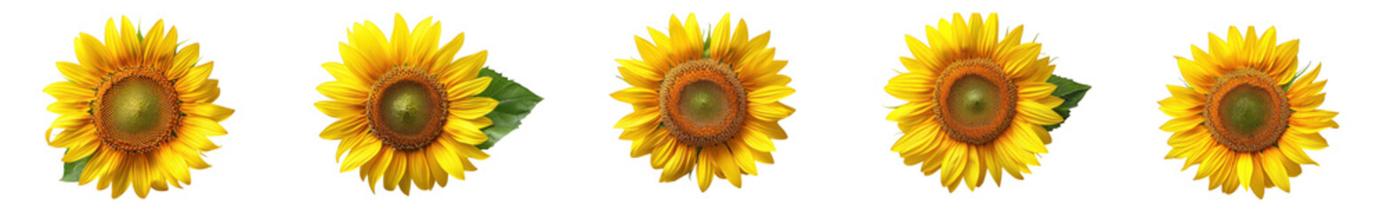 Obraz premium Set of five beautiful sunflower heads isolated on transparent background