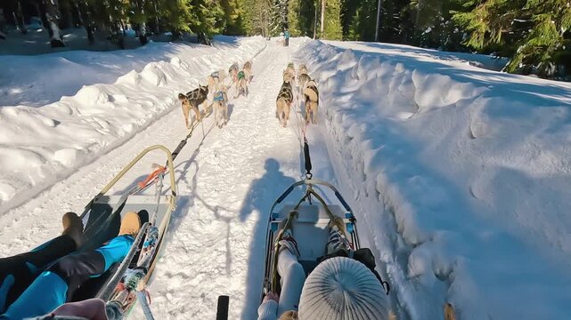 Riding a dog sled in winter on snow covered forest road, first person view
